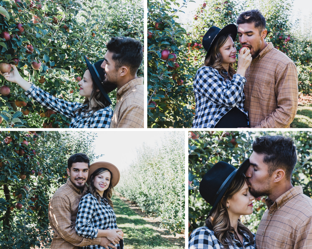Maternity couple, apple orchard, picking an apple, mom feeding apple to dad