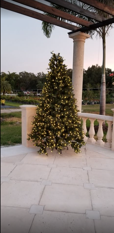 Three Seasons Nursery, Palmetto Florida, Christmas tree backdrop